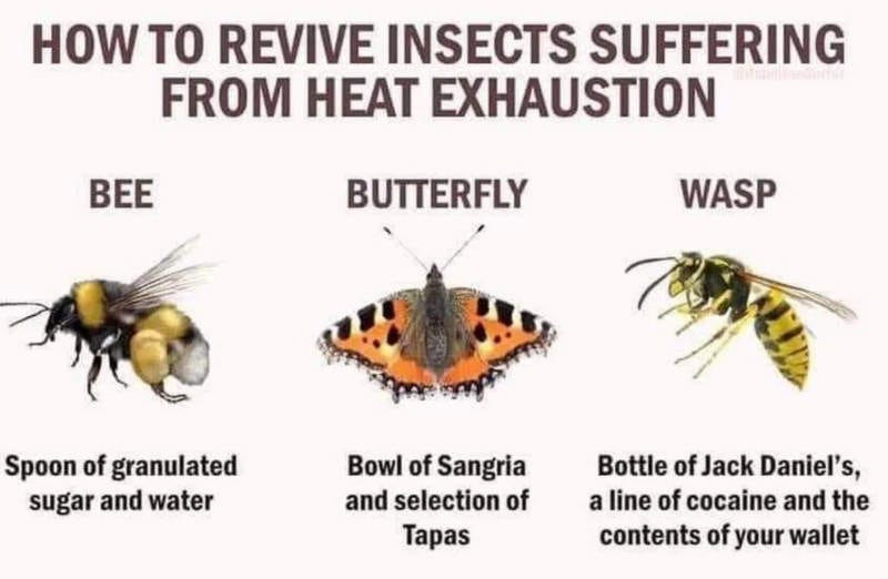 Illustration labelled: "How to revive insects from heat exhaustion. Bee: spoon of granulated sugar and water. Butterfly: bottle of sangria and selection of tapas. Wasp: bottle of Jack Daniel's, a line of cocaine and the contents of your wallet."