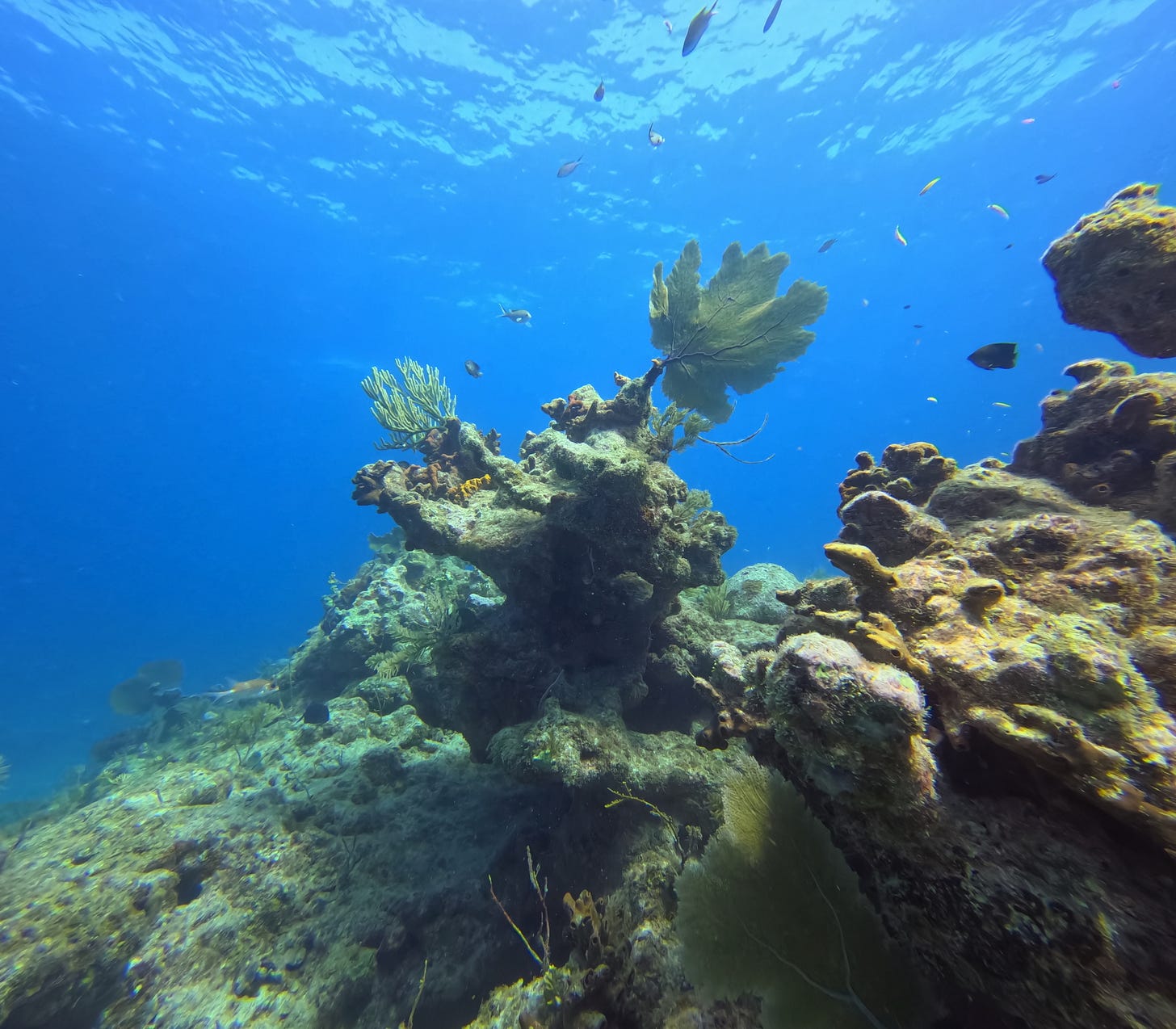 French Reef coral and fish