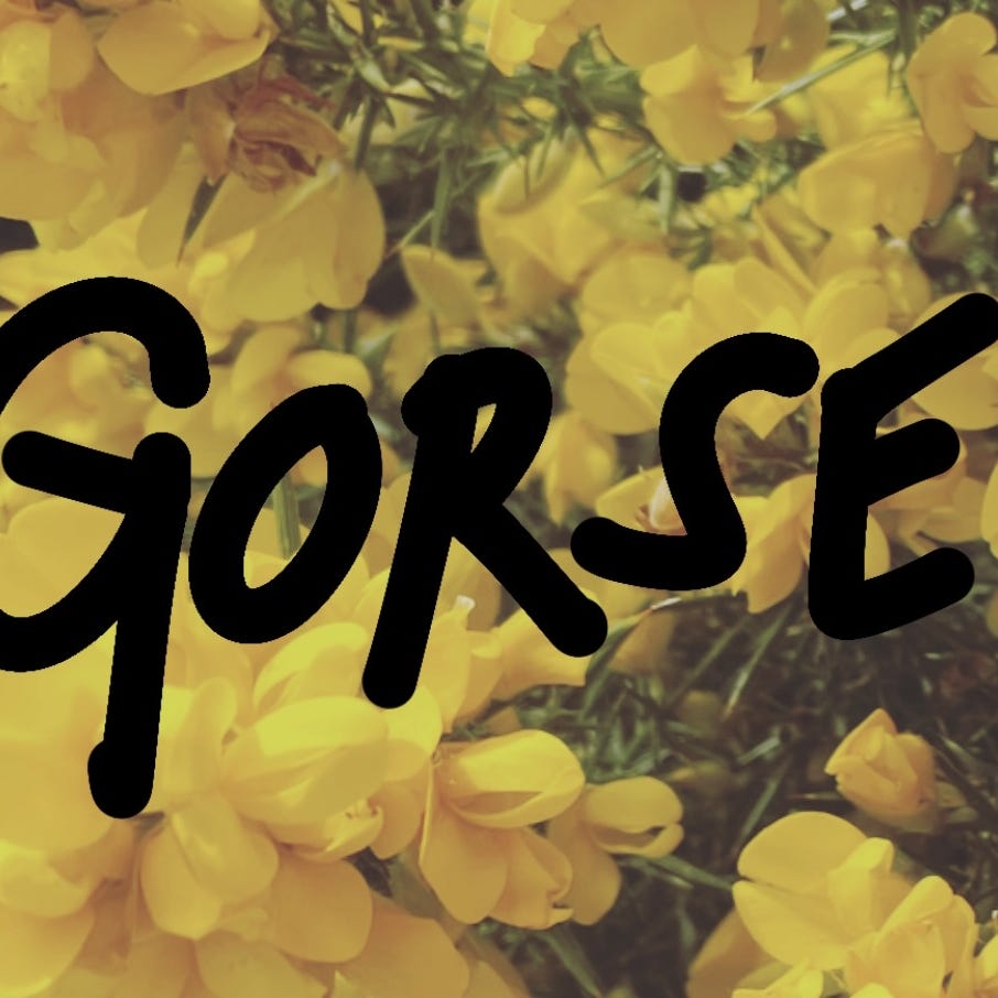 GORSE