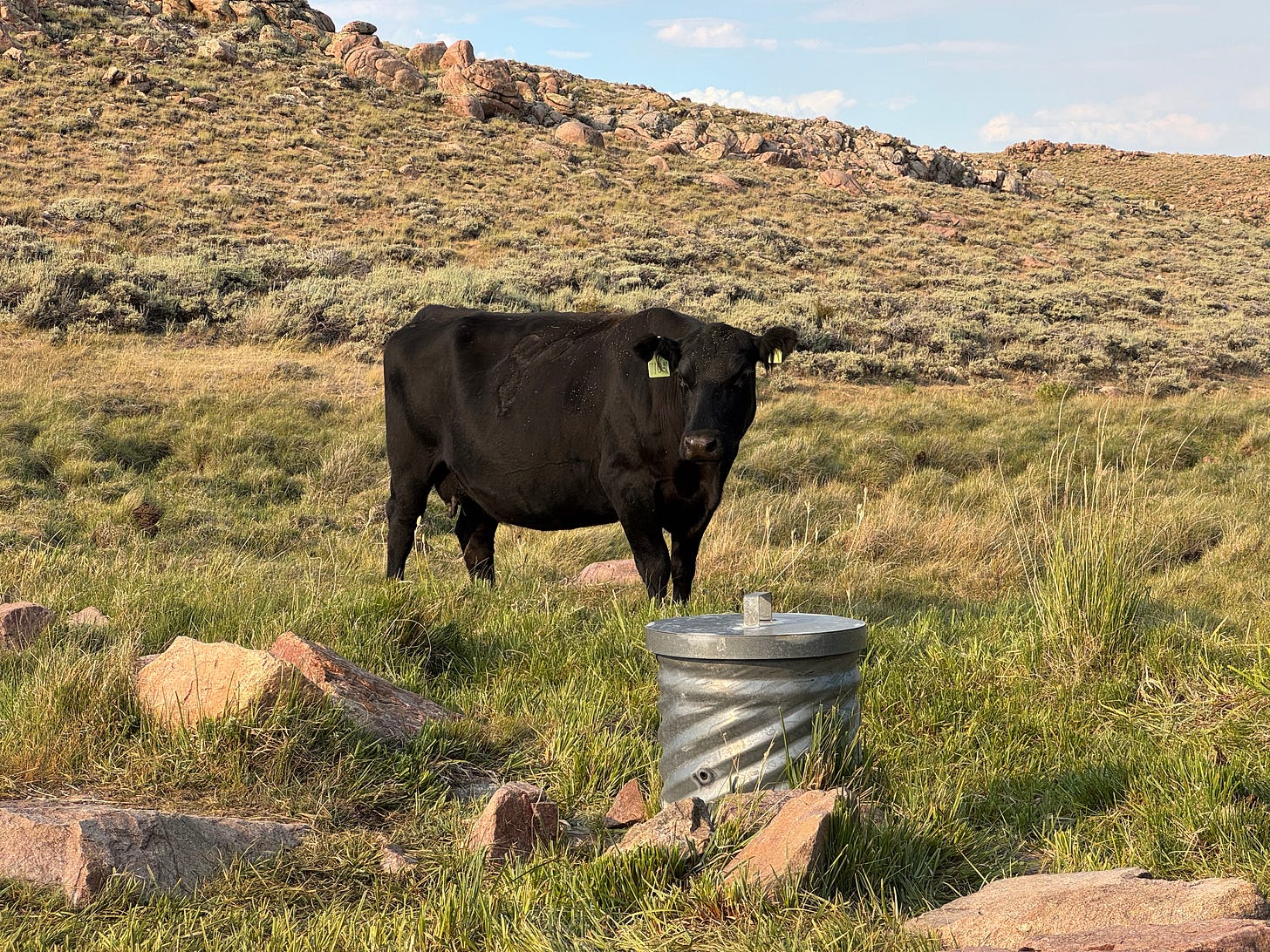A black Angus cow stands in a lumpy grassy meadow with a hoodoo-topped ridge behind her. In the foreground is a lidded metal well cap. The time is late afternoon, and the sun is relentlessly shining. 
