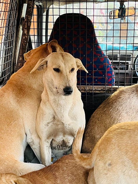 Images of adorable doggos being transported for their spay/neuter and vaccination.