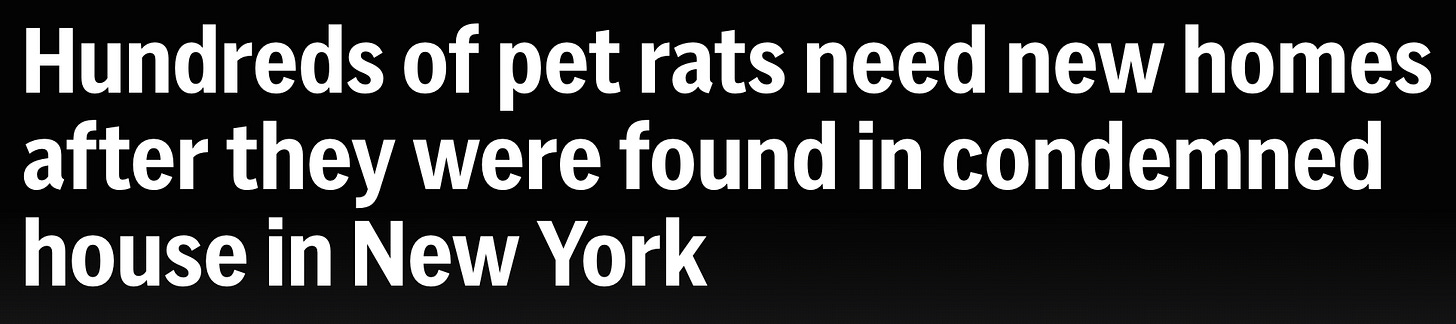 Hundreds of pet rats need new homes after they were found in condemned house in New York