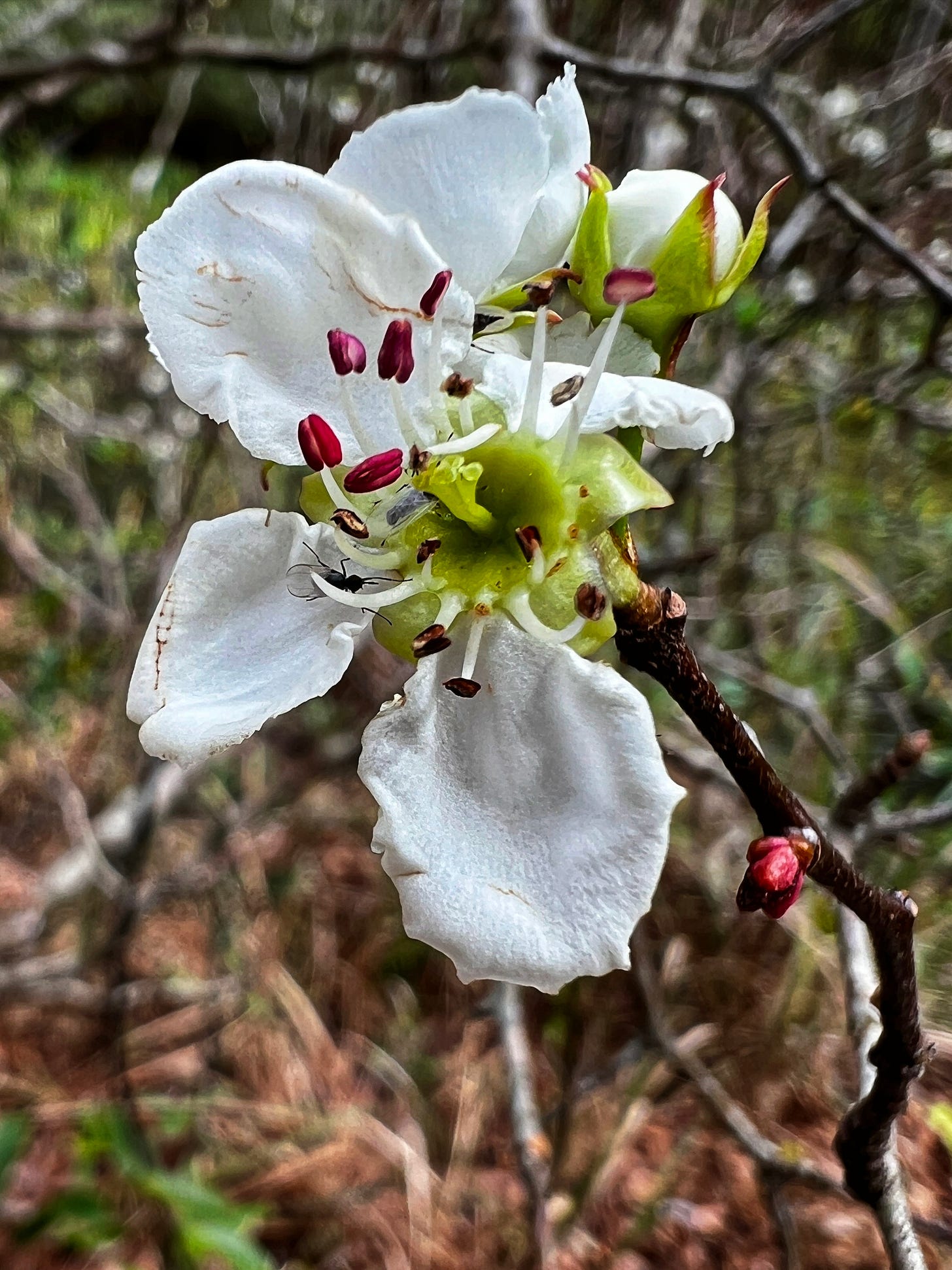 Mayhaw flower