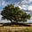 Arise - Daily Devotional