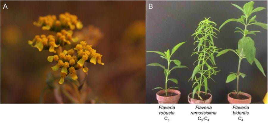 The genus Flaveria – our model to study the evolution of C4 photosynthesis  | CEPLAS