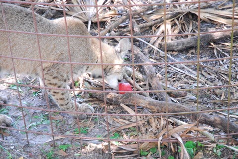 Bobcat_similarities_between_domestic_Cats_and_big_cats Bobcat_similarities_between_domestic_Cats_and_big_cats