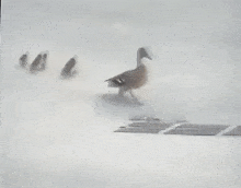 A duck walking in the snow

AI-generated content may be incorrect.