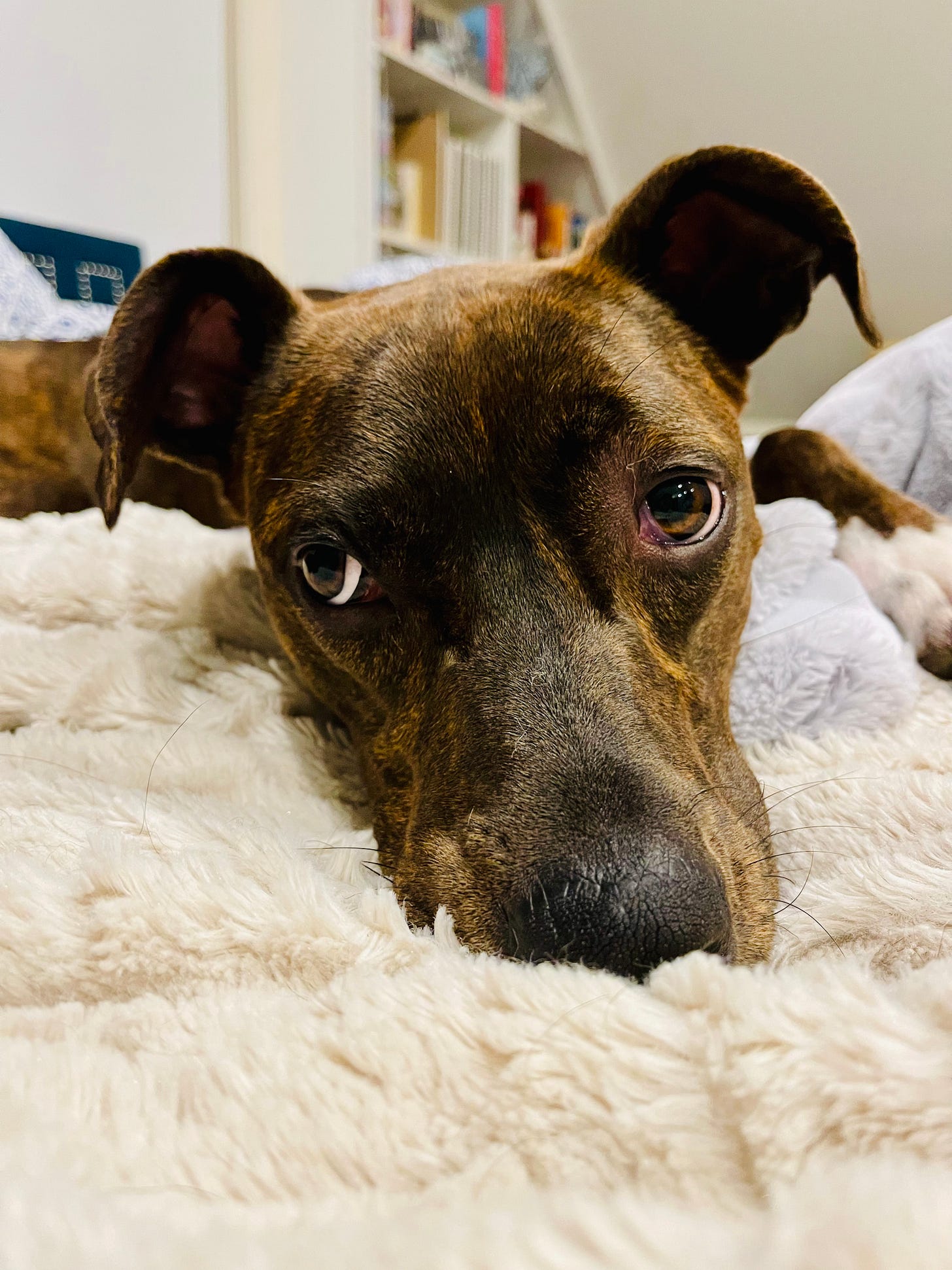 sad looking dog on bed