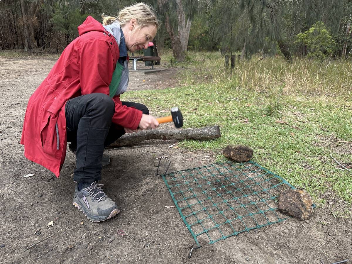 protecting turtle nests with mesh protecting turtle nests with mesh
