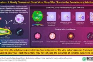 Researchers discover a new virus called the “ushikuvirus” that provide evidence for the viral eukaryogenesis hypothesis and reveal virus–host interactions, shaping the evolution of eukaryotic cells. Researchers discover a new virus called the “ushikuvirus” that provide evidence for the viral eukaryogenesis hypothesis and reveal virus–host interactions, shaping the evolution of eukaryotic cells.