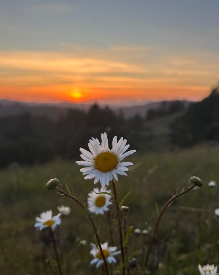 Sunset behind a field of daisies