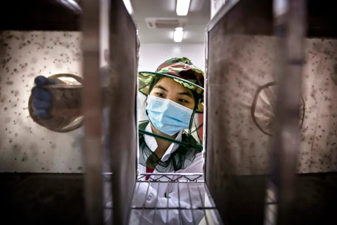 Chinese Authorities Mandating Blood Tests, Releasing Lab Mosquitoes to Fight Chikungunya Outbreak Chinese Authorities Mandating Blood Tests, Releasing Lab Mosquitoes to Fight Chikungunya Outbreak