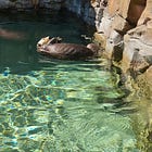 Sea level rise is coming