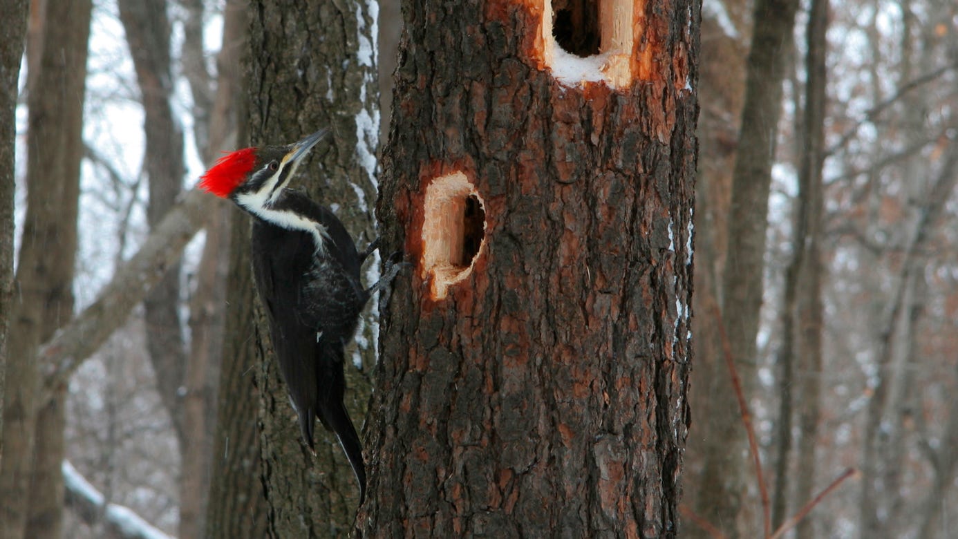 The Pileated Woodpecker in Winter - Cool Green Science The Pileated Woodpecker in Winter - Cool Green Science