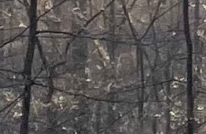 Lots of trees in a woods, some branches in a bit of a star shape, but only a few trees are well-defined amid the chaos. Lots of trees in a woods, some branches in a bit of a star shape, but only a few trees are well-defined amid the chaos.