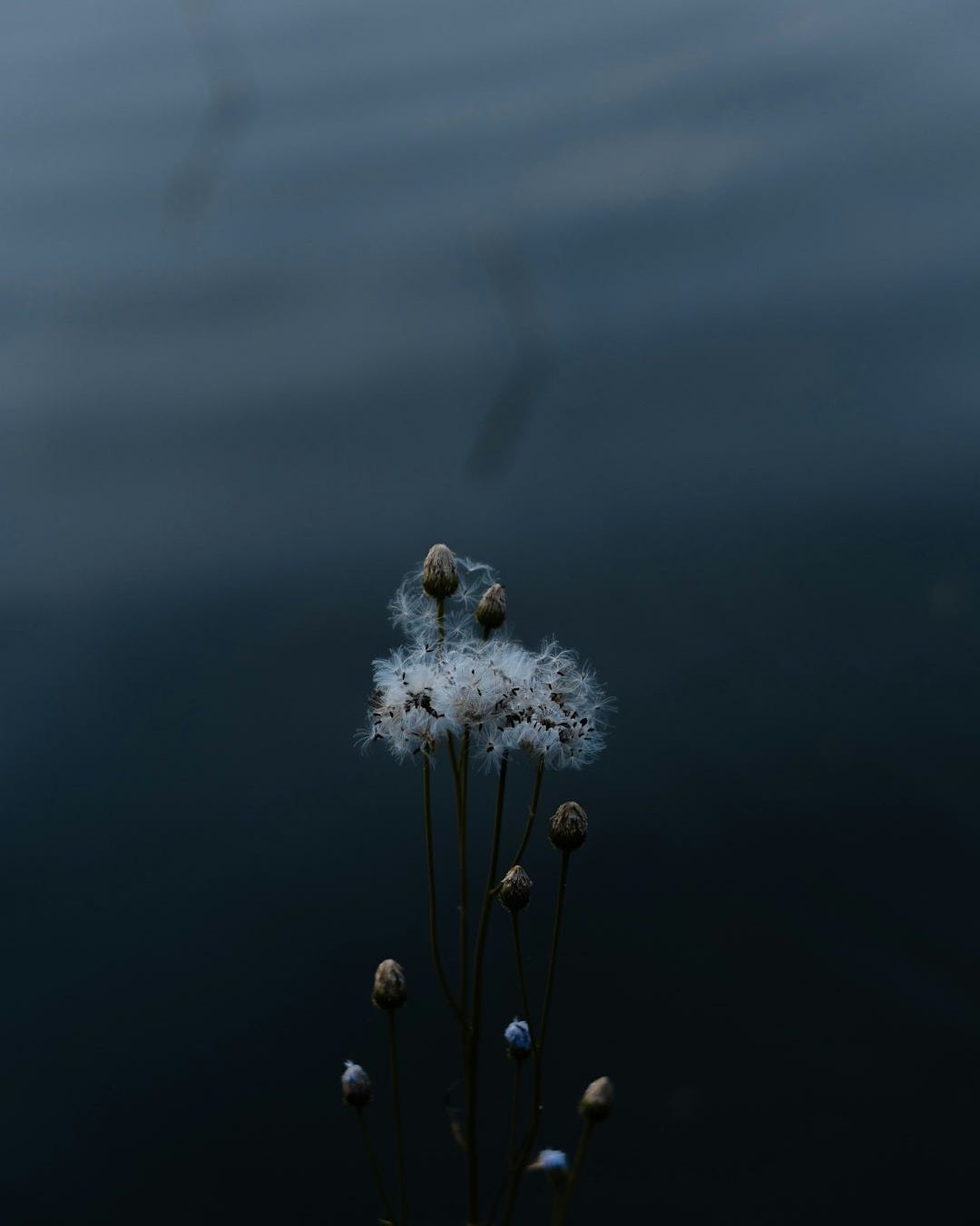 white flower in grayscale photography white flower in grayscale photography