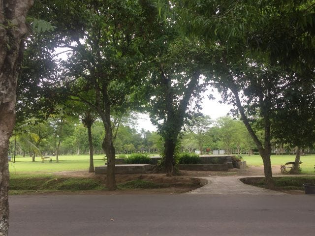 A group of trees in a cluster together. A group of trees in a cluster together.