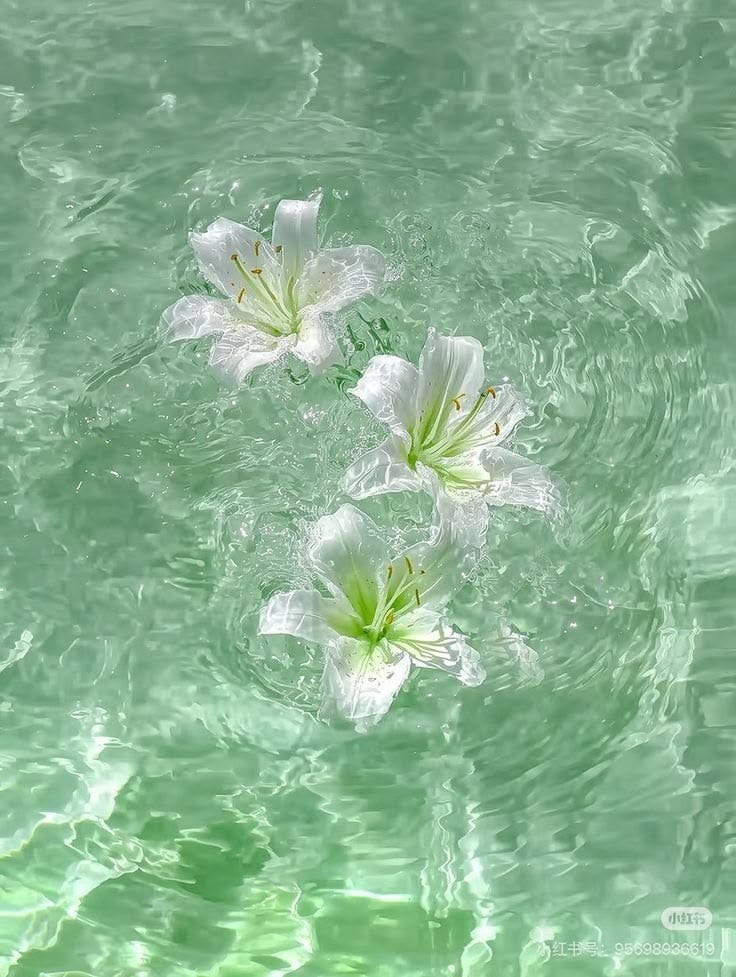 This may contain: three white flowers floating in the water This may contain: three white flowers floating in the water