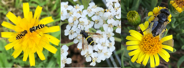 Flowers attracting hoverflies