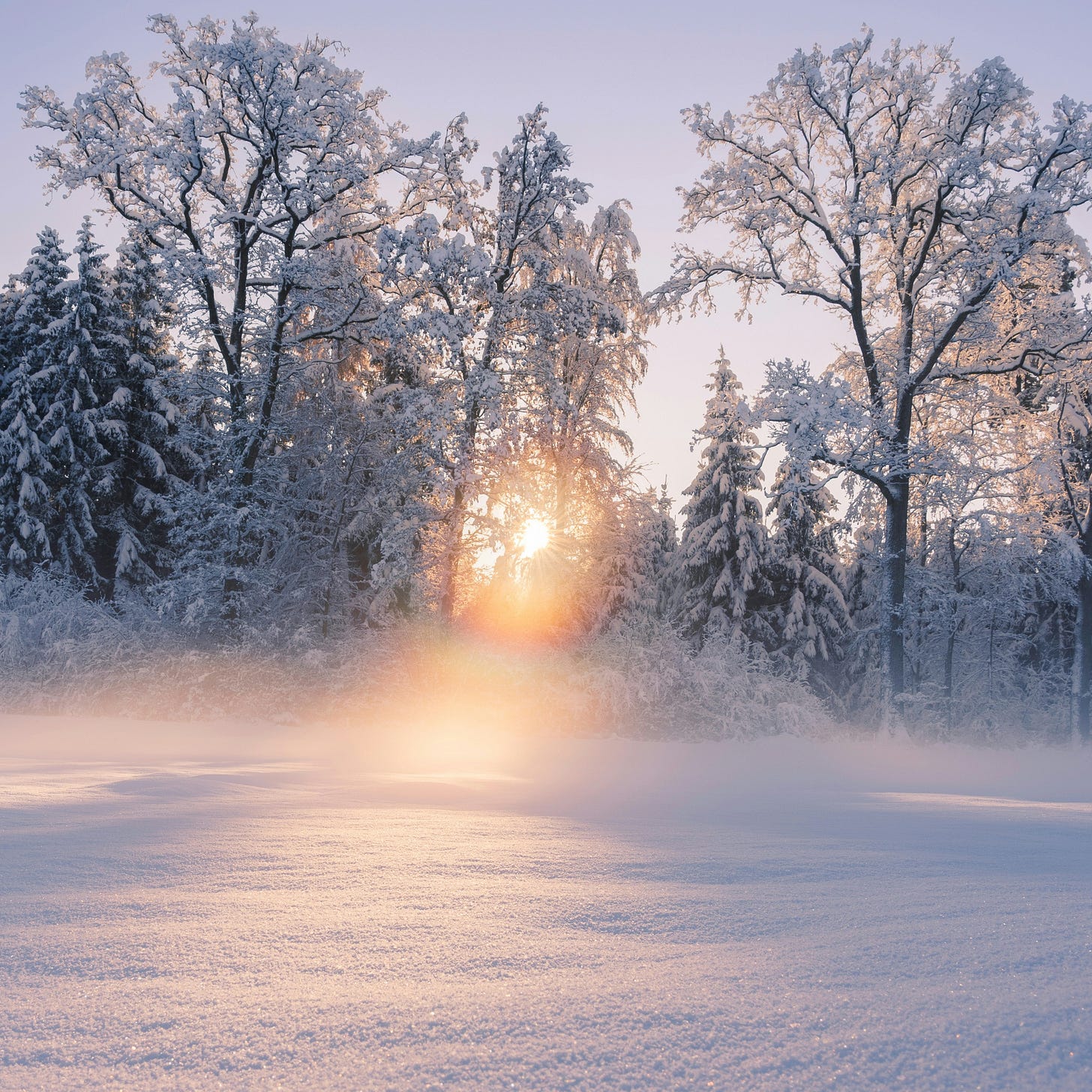 A winter forest scene: In the foreground, fresh snow lies untouched. In the middle distance, rising from the snow, are a variety of winter trees — some firs but also some with no leaves. All the trees are covered in snow. In the background, peeking through a gap between branches, the sun rises, casting a golden-pink light on the foreground, making the snow shimmer.