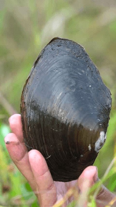 Giant Freshwater Swamp Clams Muddy Wetland Stock Footage Video (100% Royalty-free) 3968444345 | Shutterstock Giant Freshwater Swamp Clams Muddy Wetland Stock Footage Video (100% Royalty-free) 3968444345 | Shutterstock