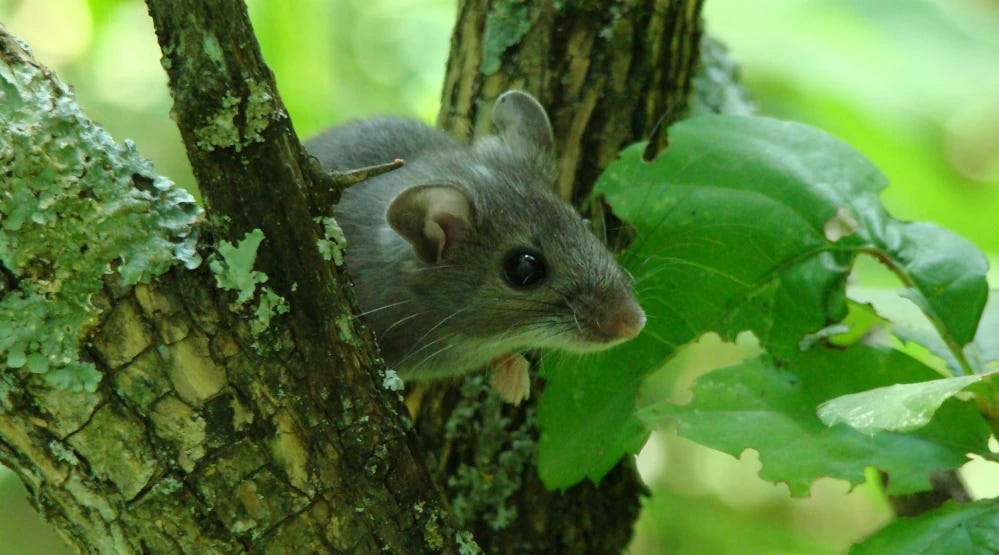 A small mouse in the cleft of a tree branch, with greenery around. A small mouse in the cleft of a tree branch, with greenery around.