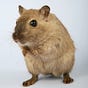 The USAofRATS's avatar