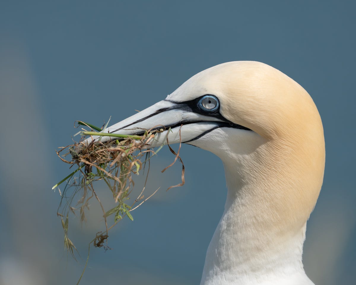 A portrait of a gannet: long, grey bill full of grass, piercing blue eyes and a dusky yellow head