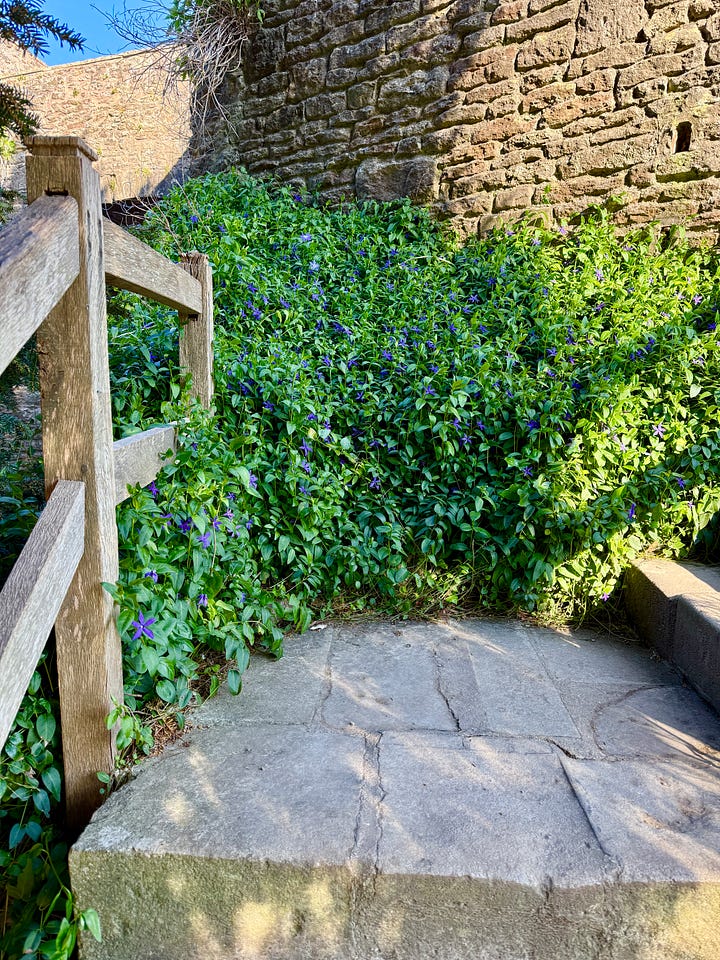 Yellow Tulip sylestris and purple Joy-of-the-Ground (Vinca major) on the moat walls in the Bishop's Palace Garden.