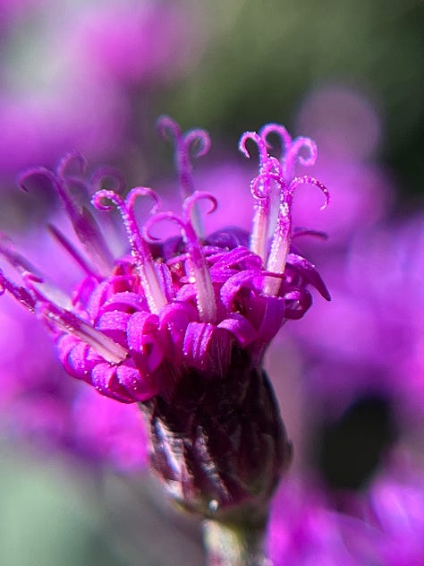 Floraporn in all its red & purple beauty...