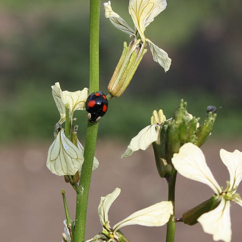 Bee on rocket flower, ladybird on rocket stem, pile of washed rocket leaves.