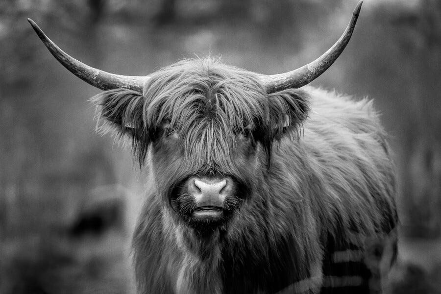 Are You Doing Product Management or Bullshit Management?