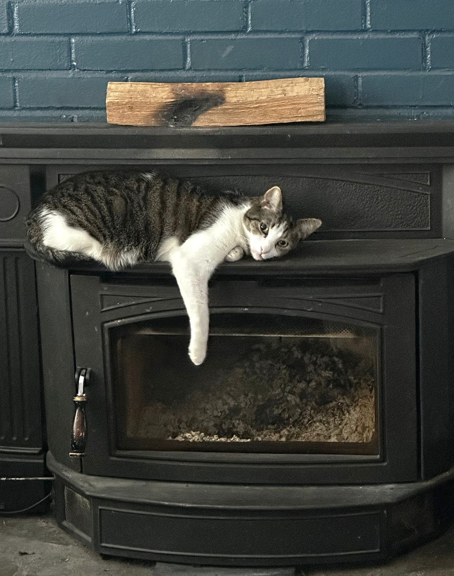 Fritz is lying on top of the cool, unlit fireplace, probably savoring the last warmth from the night before. It looks almost as if Fritz is frowning, wishing the heat was on again. One white leg is dangling in front.