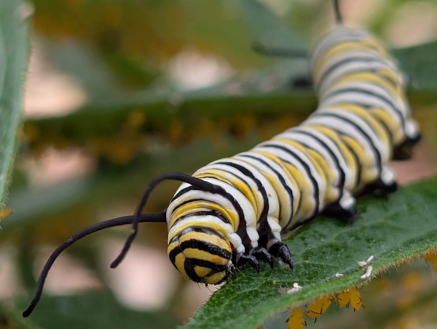 5th instar Monarch caterpillar
