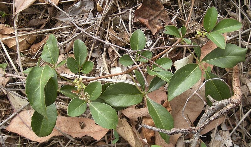 Clematicissus opaca [foliage and flowers - Wikicommons].jpg