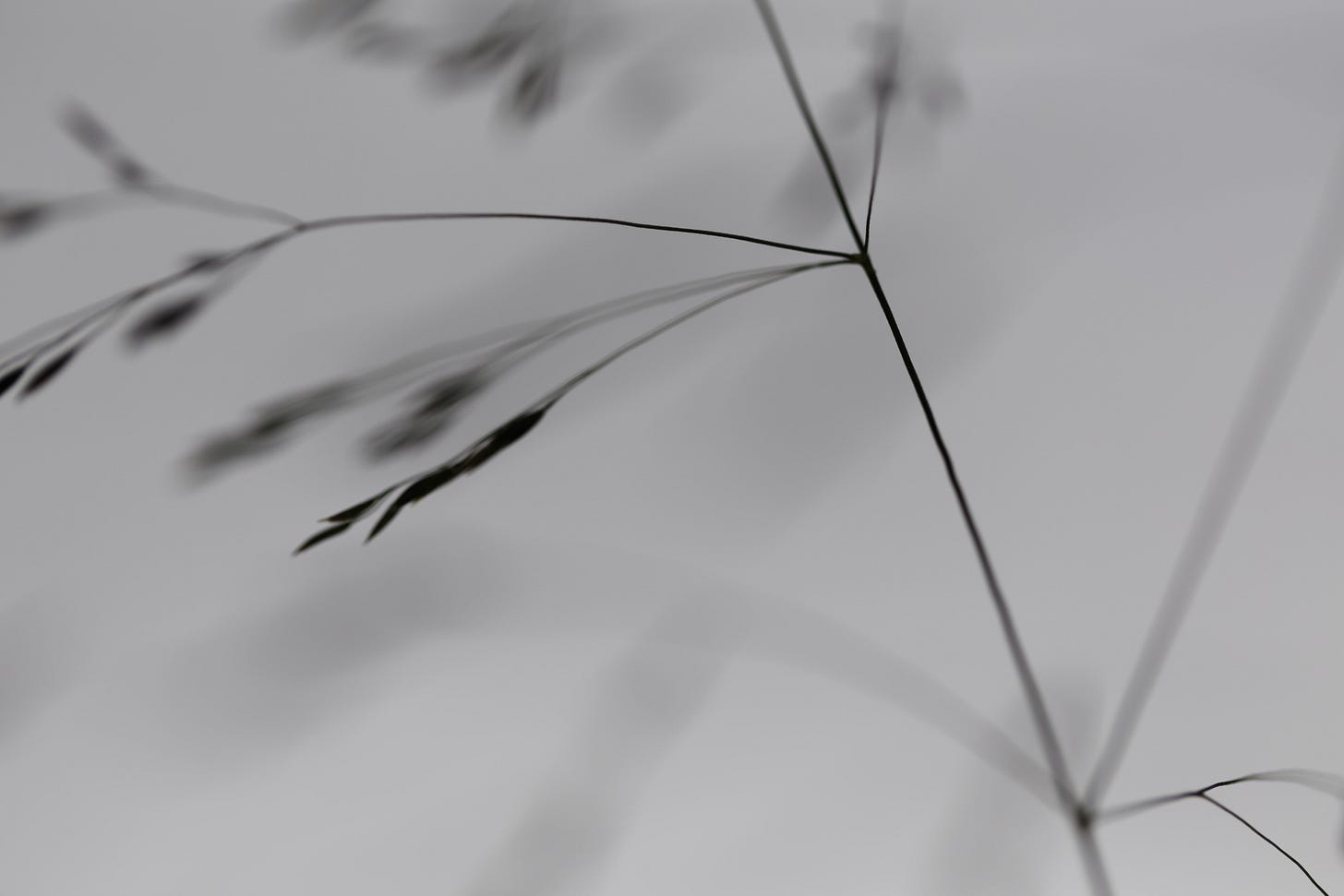 Abstract monochromatic close up of Deschampsia cespitosa panicle (tufted hair grass)