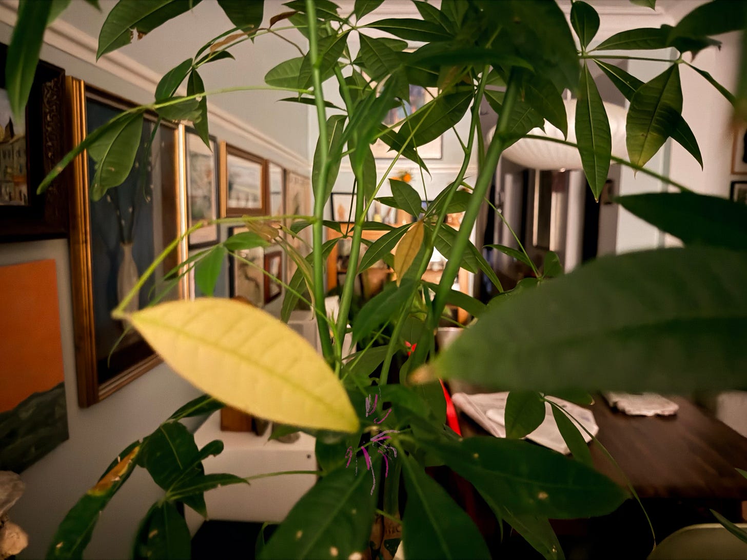 green plant with one yellow leaf in apartment