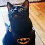 Batty Cat's avatar