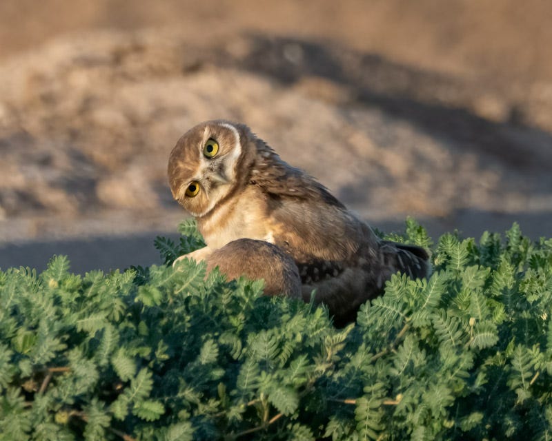 20250811-BurrowingOwl-38-Edit.jpg