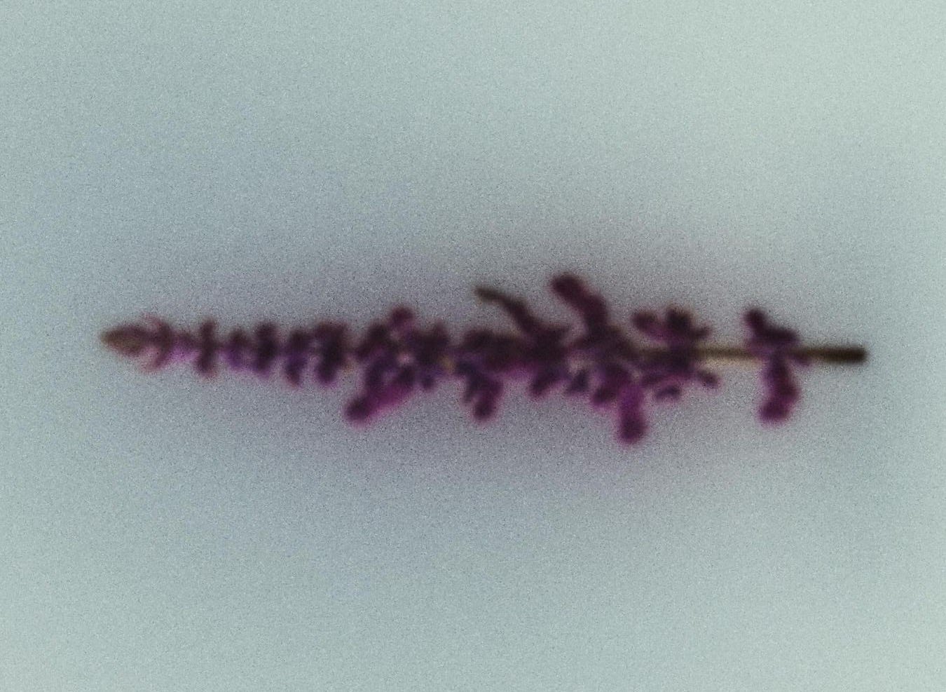 pennyroyal plant