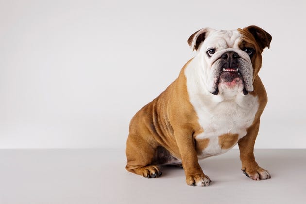Portrait of British Bulldog Portrait of British Bulldog