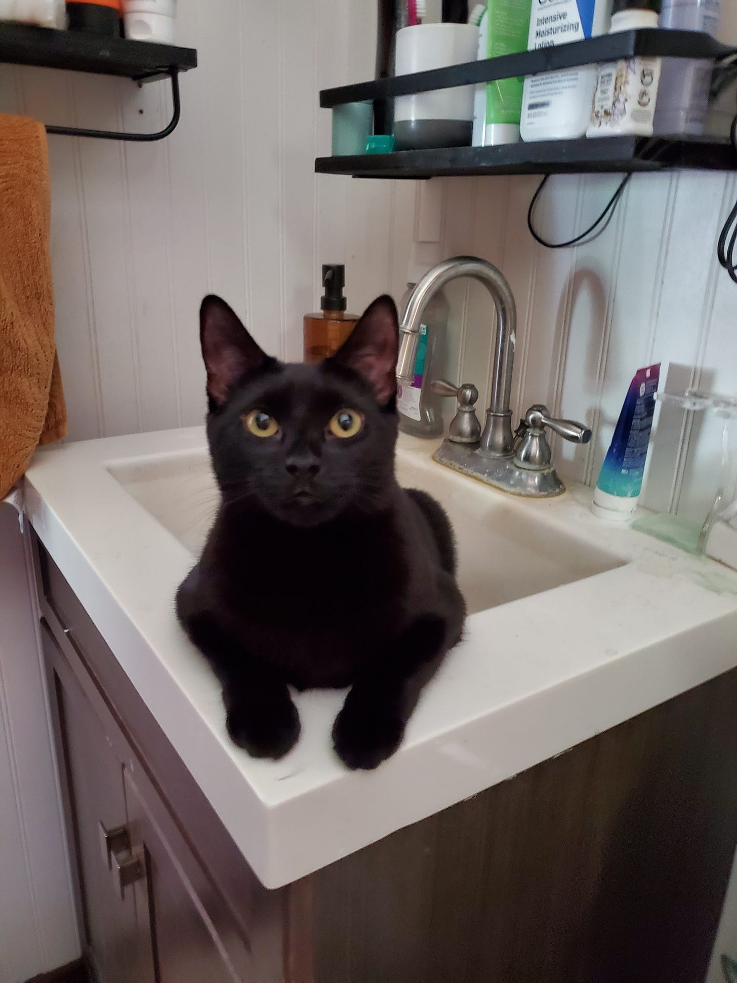 A slightly blurry photo of a black cat sitting in a bathroom sink.