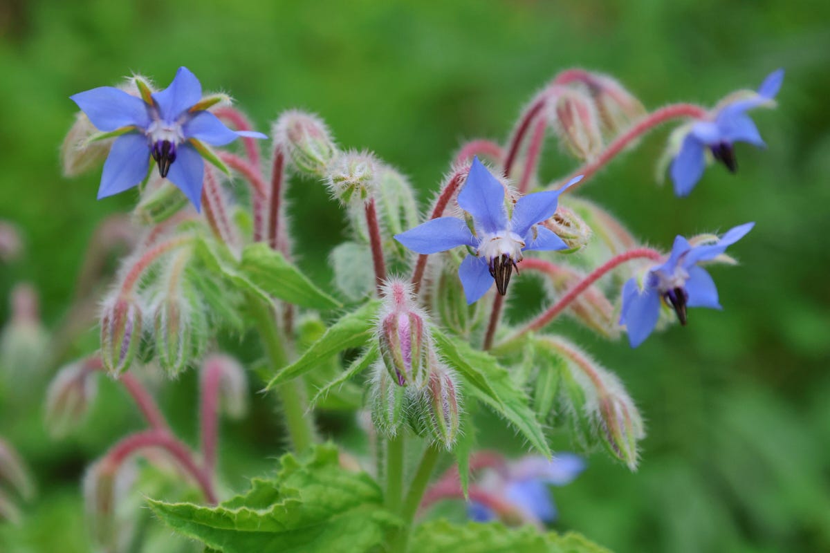 a blooming borage plant