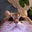 Oraculum's avatar