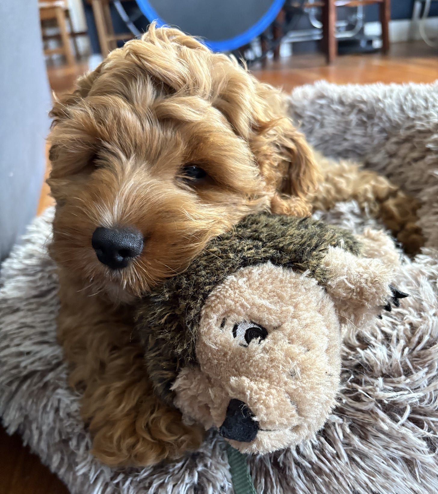 brown puppy in his bed with a hedgehog toy
