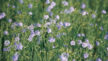 Linai - BASF Agro Lietuva