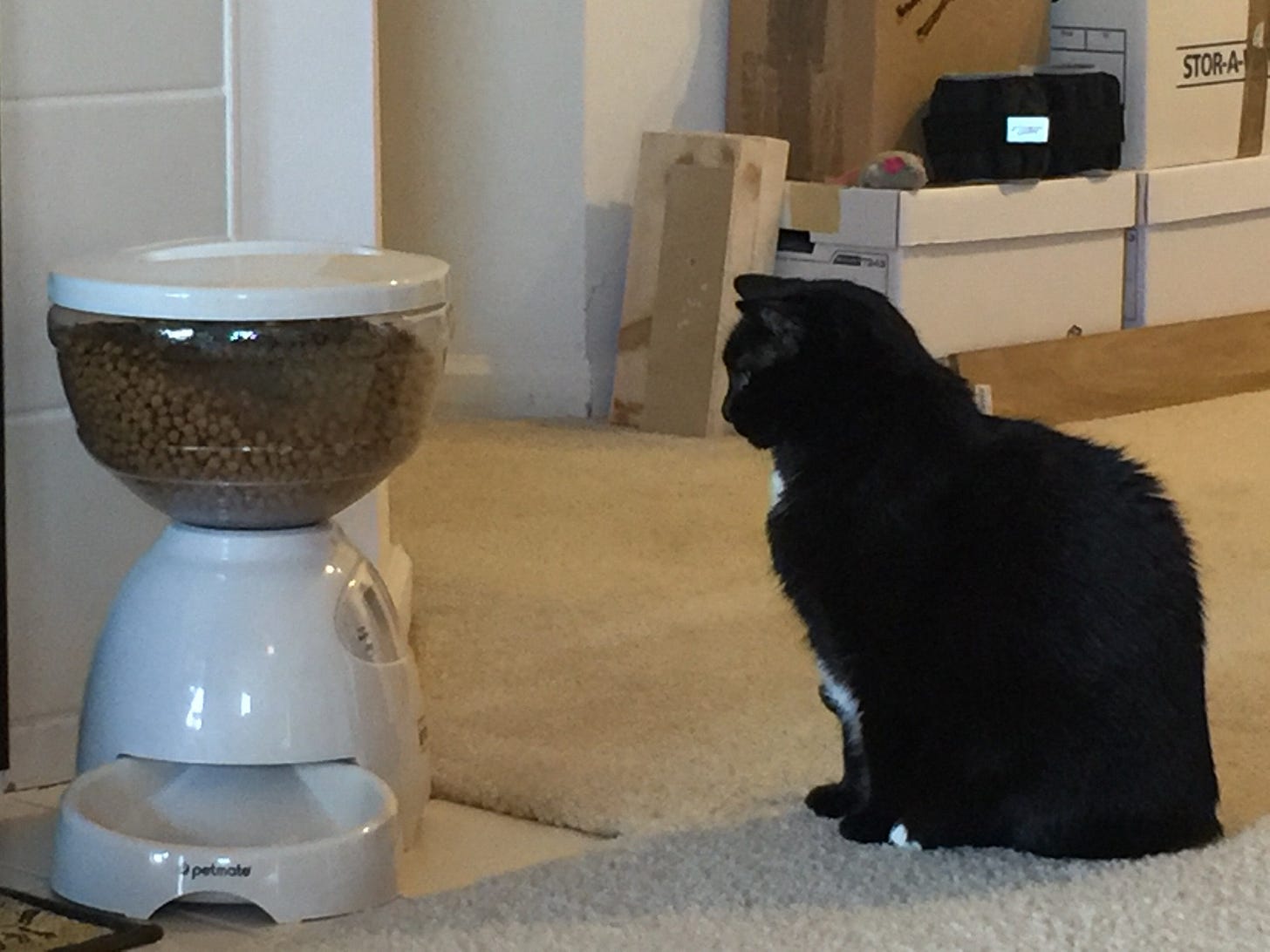 Ever since we started using an automatic feeder to feed my cat she sits in  front of it like this for hours waiting for it to feed her. I think she's  worshipping