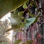 Pangolin's avatar