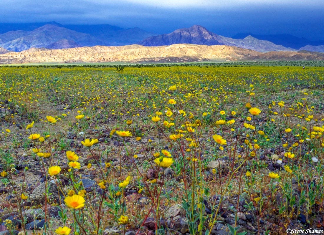 We Shall See God's Glory in the Wilderness—Lectionary Reflection for Advent  3A (Isaiah 35)