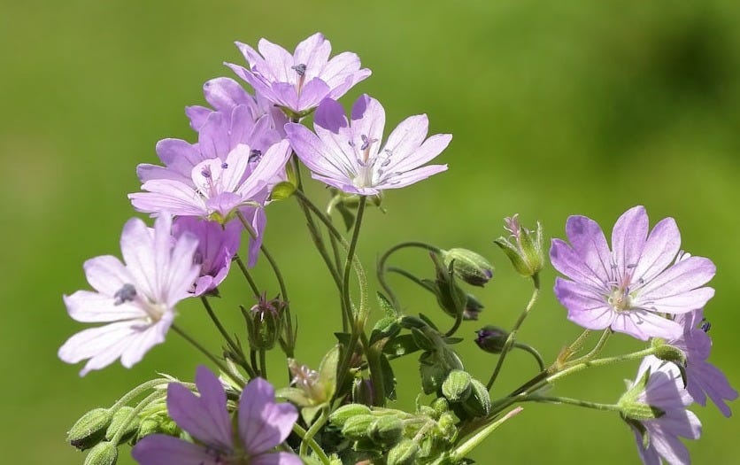 Delicate purple wildflowers bloom against a green background